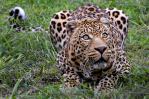 African Leopard113263919 300x200 - African Leopard - Little, Leopard, African